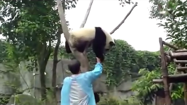 Lazy Panda Doesn't Want To Get Down From Tree, Asks To Be Carried Around