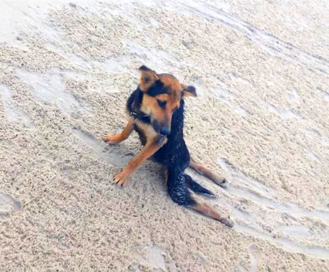 She Came Across This Paraplegic Dog In Thailand. What She Did To It Had Me In Tears.