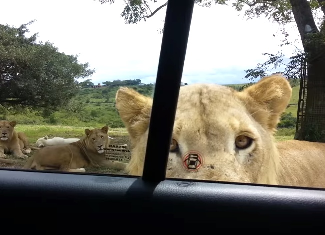 They Were Filming Lions From Inside The Car When Something Terrifying Happened