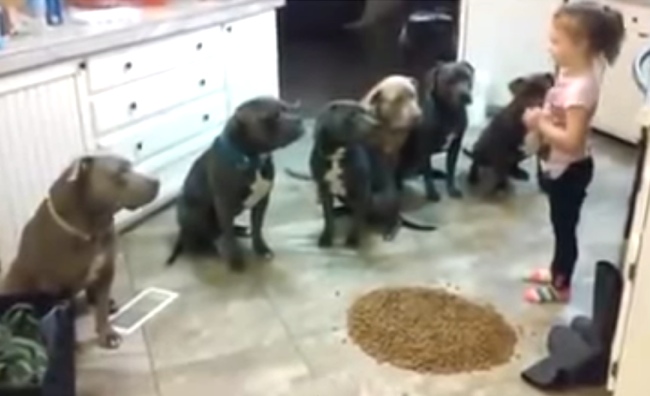 Little Girl Gets Between 6 Hungry Pit Bulls And Their Dinner. This Is CRAZY!