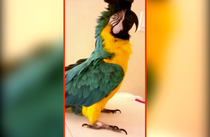 This Parrot Has The Strangest Pastime. This Is So Adorable!