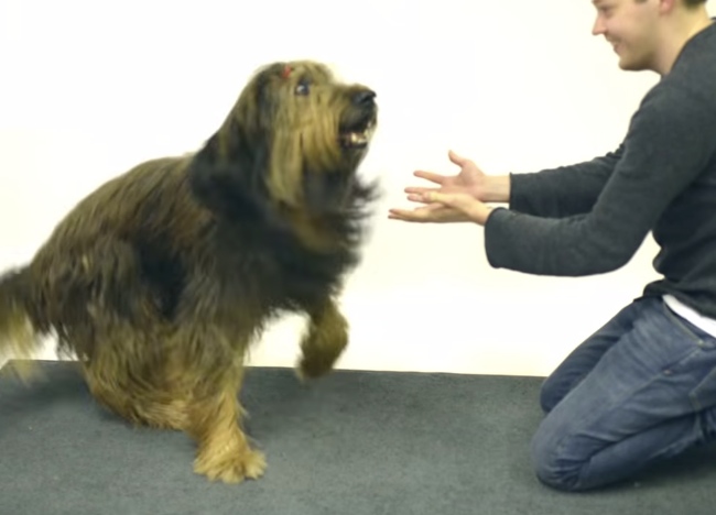Watch These Dogs Get Their Mind Blown By Magic