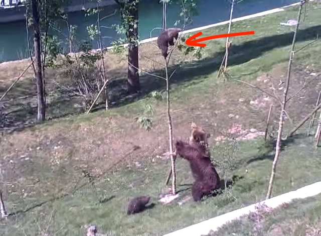 Mama Bear Goes Full-On Ninja To Rescue Her Cub Stuck In A Tree
