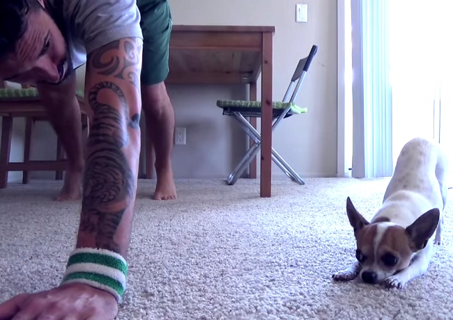 So This Guy Taught His Chihuahua To Do Yoga