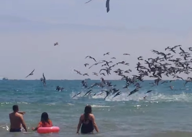 Sunny Day At The Beach Turns Into A MASSIVE Feeding Frenzy