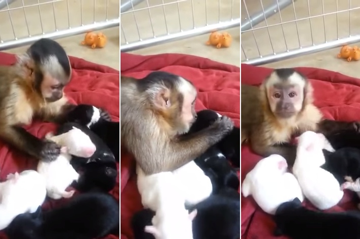 Monkey Meets Puppies For The First Time