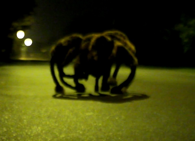 Giant Mutant Spider Dog Prank. Absolutely Hilarious!
