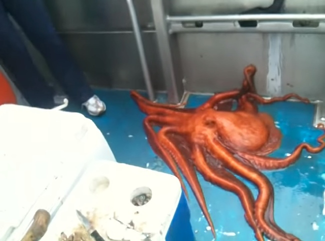 What This Octopus Does To Escape Is Fascinating
