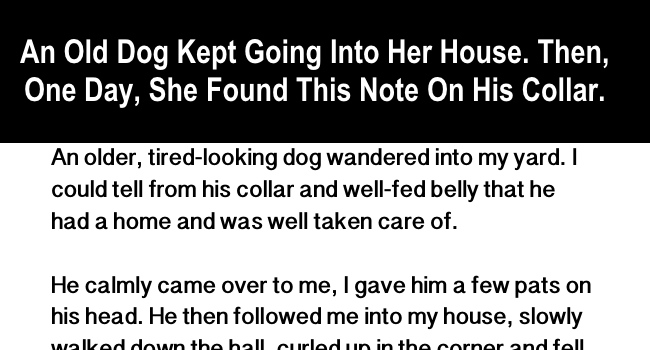 This Dog Kept Going Into Her House. Then, One Day, She Found This Note On His Collar