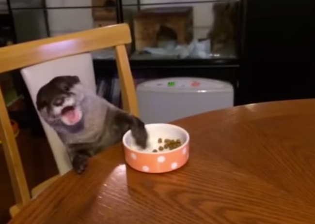 This Otter Is Trained To Eat Like A Human