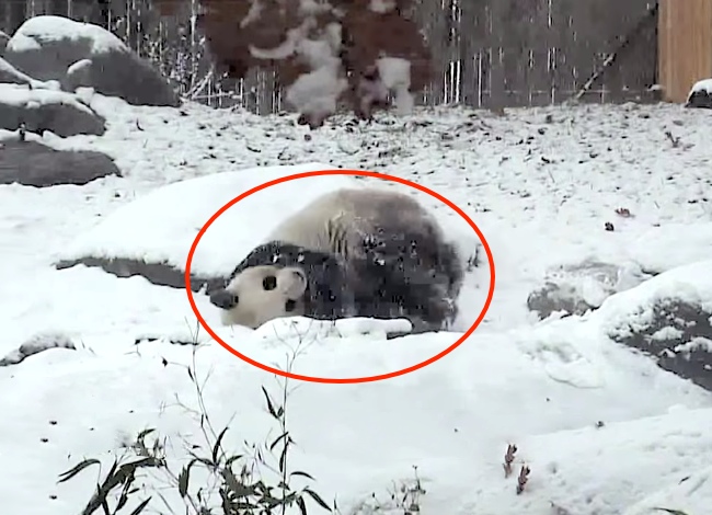 Giant Panda Sees His First Snowfall, Can't Contain Himself