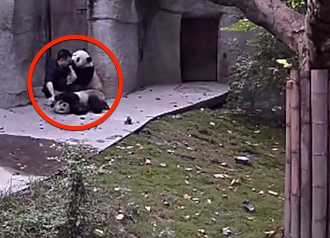 Zookeeper Tries To Give Baby Pandas Their Medication, Ends Up Wrestling Instead