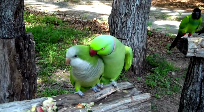 Parrot Wants Some Kisses And Can't Resist
