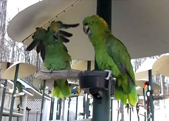 These Two Parrots Argue Like An Old Married Couple