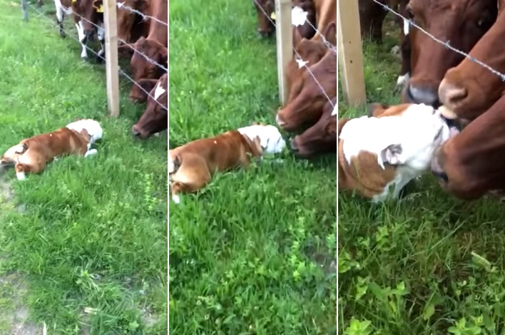 A Bulldog Meets Some Cows