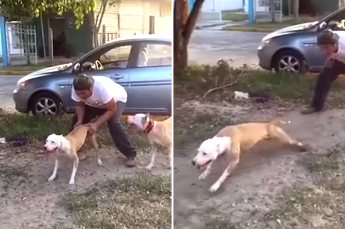 Pit Bull Jumps 15+ Feet Wall To Grab Its Target