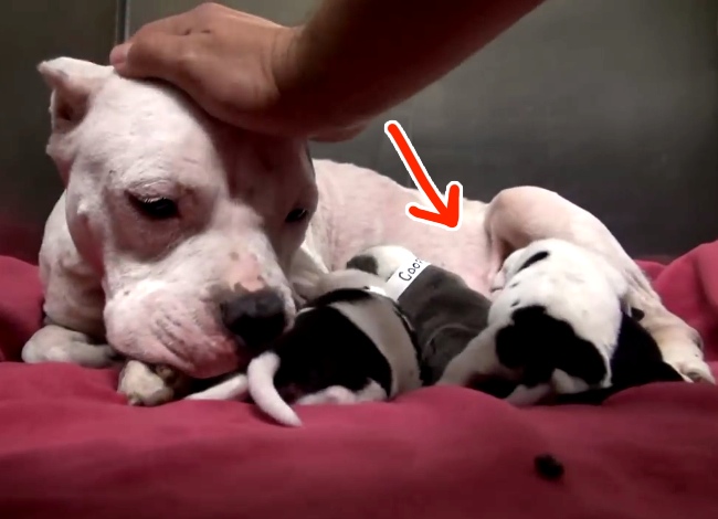 They Rescued A Pit Bull Who Had Just Given Birth, But Never Expected To Find THIS Inside Of Her