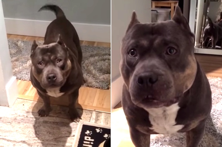 American Bulldog Responds To Its Owner With Yes Or No Answers