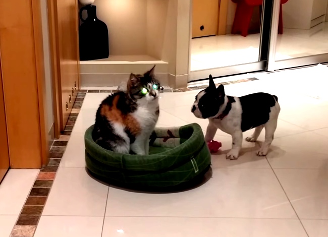 Puppy Seeks Revenge On Cat Who Stole Bed
