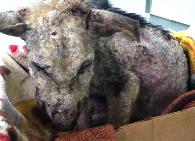 This Dog Was Left For Dead, Then This Happened