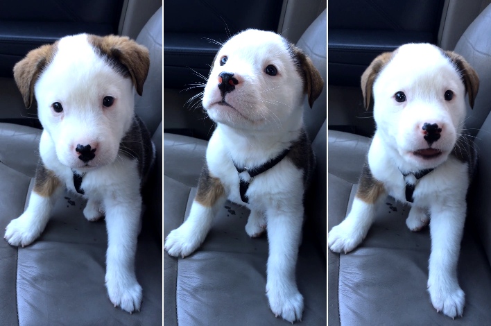 Puppy Doesn't Understand Hiccups