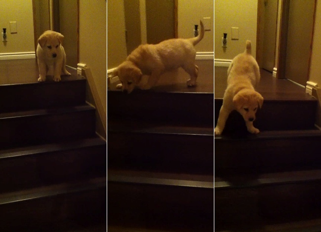 This Puppy Is Scared Of The Stairs, Until She Receives Help From A Special Friend