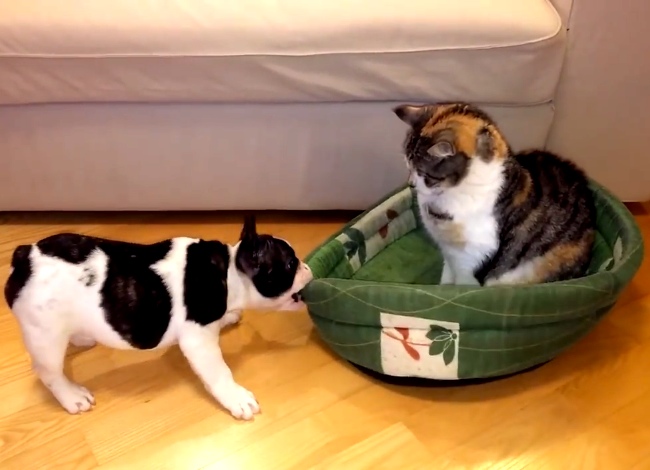 Puppy Tries To Reclaim Bed From Unimpressed Cat