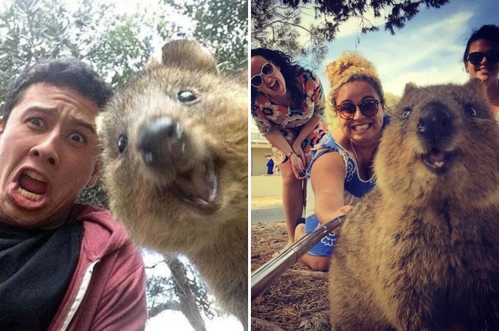 The Newest Instagram Trend: The Quokka Selfie