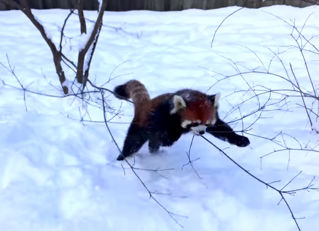 Red Panda Goes Completely Ecstatic Over Snow