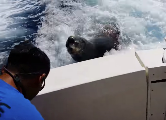 Sea Lion Chases Speeding Boat In Order To Collect Its Toll