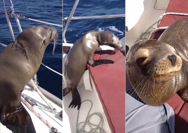 Sea Lion Jumps On A Boat. What It Does At 2:40 Is Truly Unexpected!