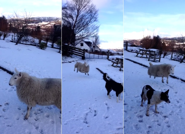 After Growing Up With Just Dogs, This Sheep Believes It's A Dog Too