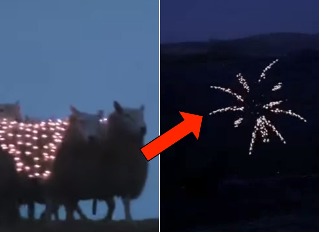 Dressed in LEDs, These Sheep Put On A SHOW. What Happens At 0:35 Is Mind-Blowing!