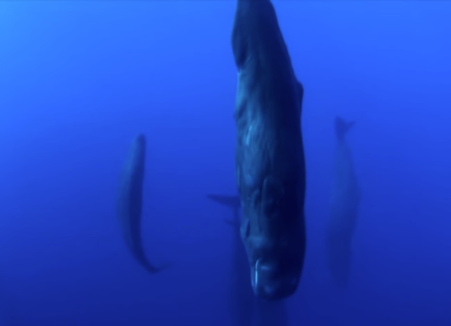 Rare Footage Captures How Sperm Whales Power Nap. Very Fascinating!