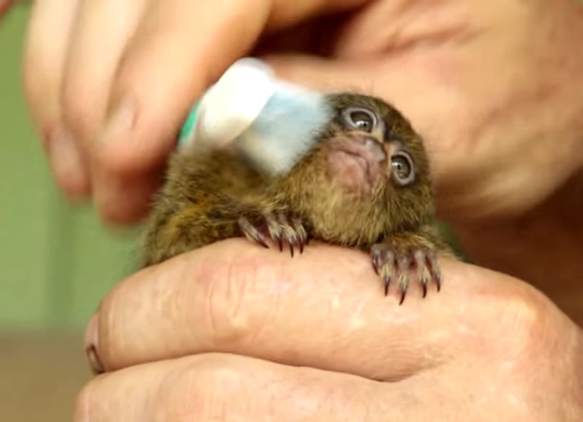 Tiny Orphaned Monkey Enjoying Toothbrush Massage
