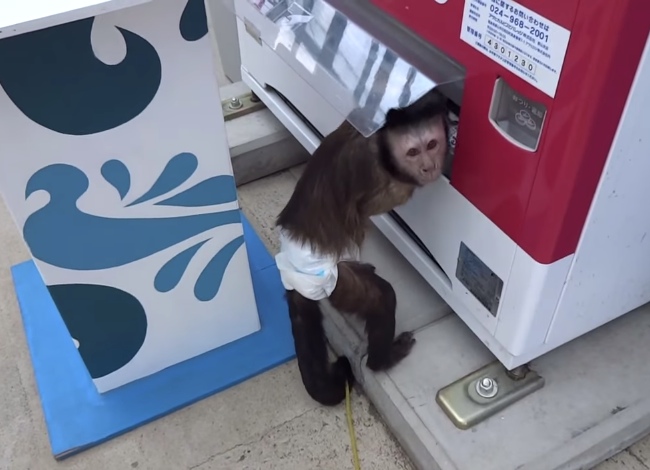 Smart Monkey Knows How To Quench His Thirst