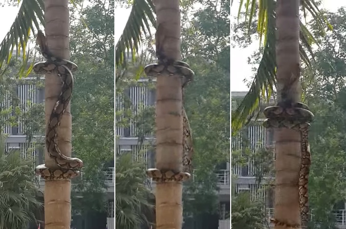 So This Is How Snakes Climb Trees!
