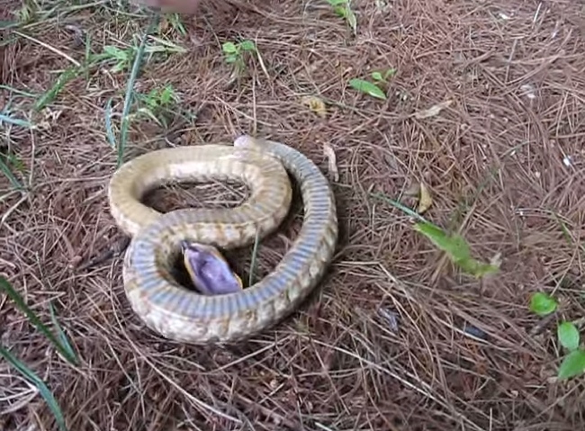 Snake Plays Dead With Tongue Hanging Out. Then, What It Does At 0:45 Is Just Crazy!
