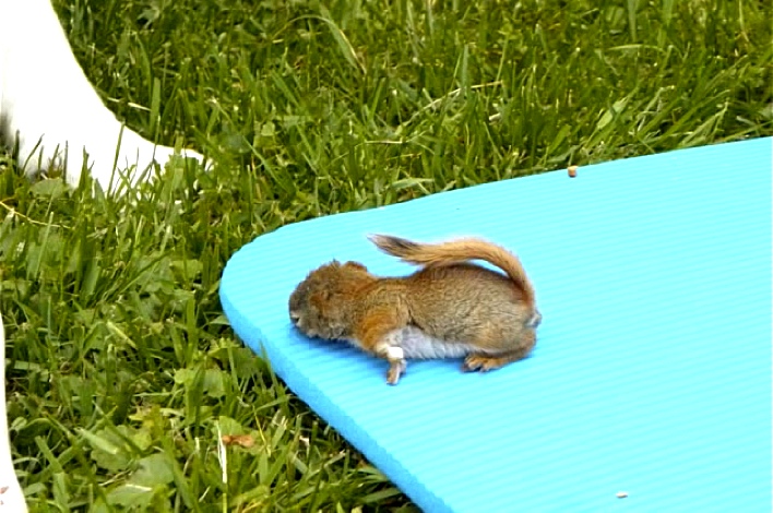 This Lost Baby Squirrel Was Left Alone. Watch What Her Dog Does.