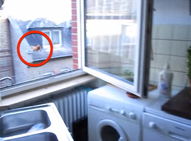Squirrel Goes Rampage On His Kitchen, Escapes Like A Boss