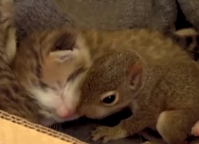Baby Squirrel Thinks It Is One Of The Kittens