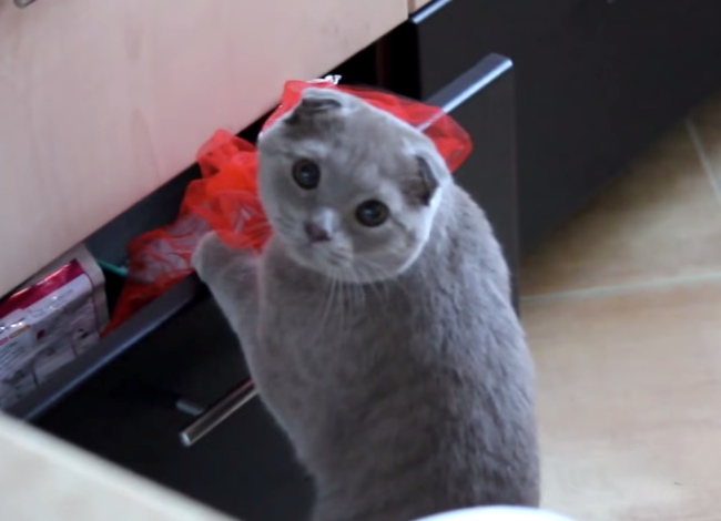 Cat Is Caught Stealing, Feels Guilty About It