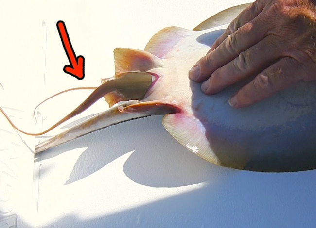 He Caught A Stingray With A Strange Mutation. Turns Out To Be Amazing!