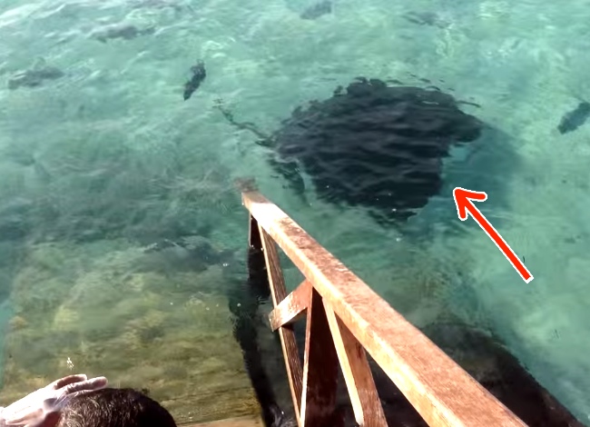 This Stingray Wasn't Getting Any Of The Food, So It Decided To Act Up.