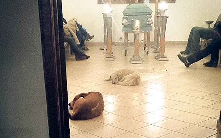 You Will Never Believe What These Stray Dogs Did At This Funeral