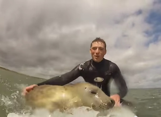 Two Guys Were Out Surfing When A Baby Seal Decided To Join Them