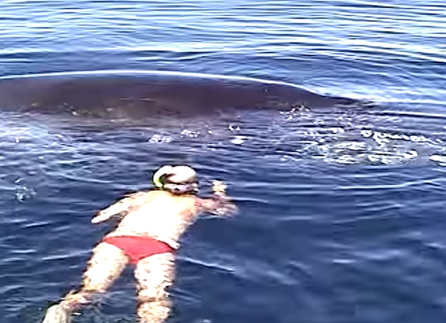 He Approaches A Lifeless Whale With A Knife. When Closer, This Happens