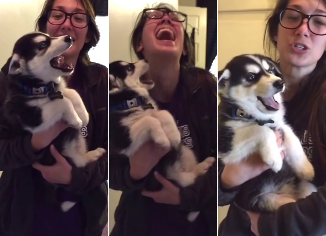 This Husky Puppy Can Talk, And It's Too Cute To Handle