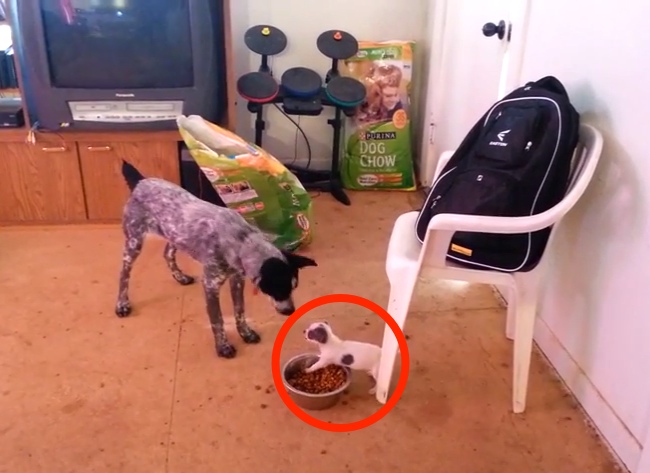 This Tiny Dog Protects His Food Ferociously, But What Happens At 1:28 Is Adorable.