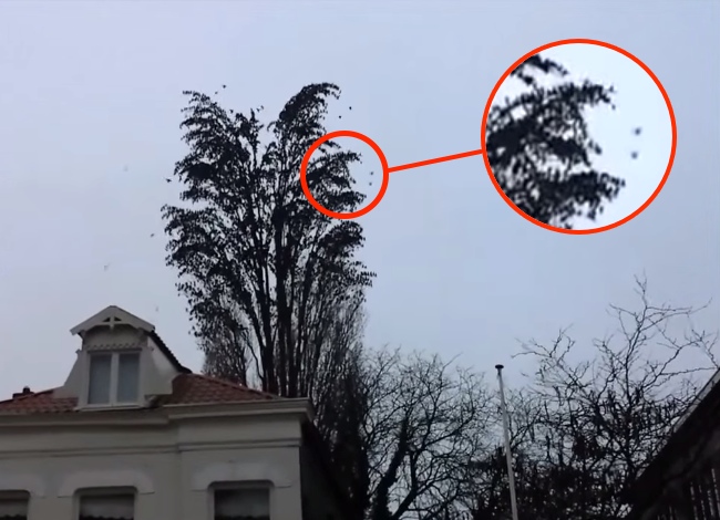 Look Closely At The Tree. What This Man Recorded Is Absolutely Stunning!